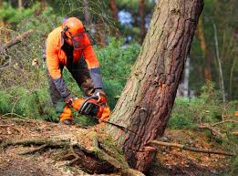 Best Tree Removal Services  in Central City, PA